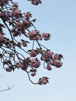 花の蕾と青空 花の蕾と青空 花の蕾と青空,青空,ブルースカイの写真素材