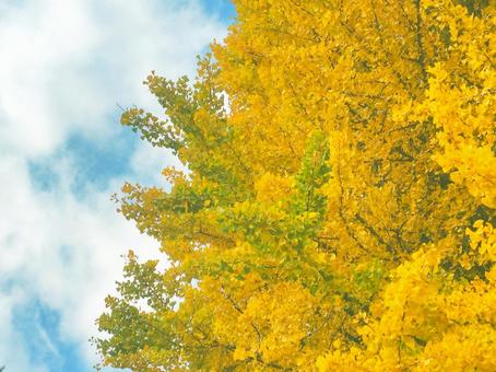 銀杏 イチョウ,自然,秋の写真素材