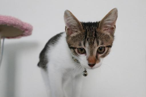 子猫C 子猫,ねこ,ネコの写真素材