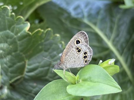 ツユクサにとまるヒメウラナミジャノメ02 ツユクサにとまるヒメウラナミジャノメ02 姫裏波蛇目,ヒメウラナミジャノメ,蝶の写真素材