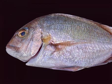 鯛 鯛,魚類,魚の写真素材