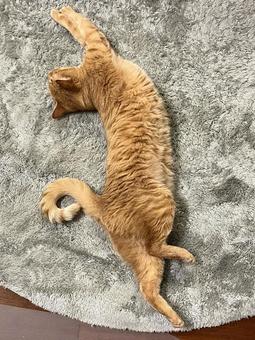 伸びをする茶トラ猫 伸びをする茶トラ猫 ねこ,かわいい,ネコの写真素材