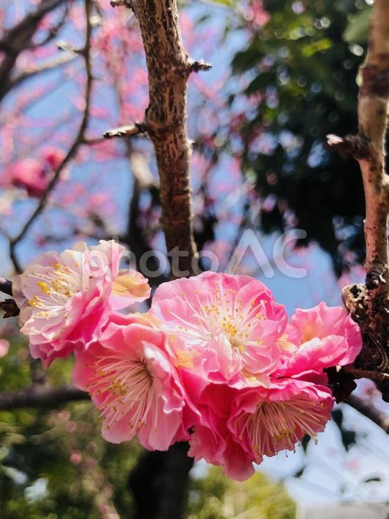 鮮やかなピンクのグラデーション グラデーション,春,登山の写真素材