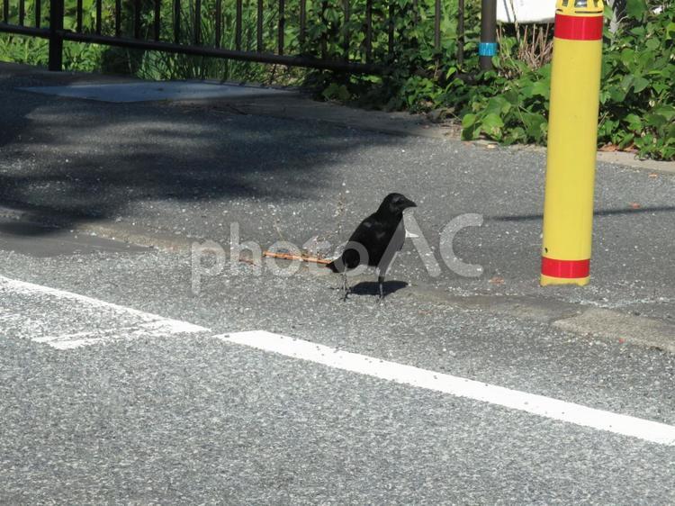 何を企んでるのかな？ カラス,鴉,鳥の写真素材