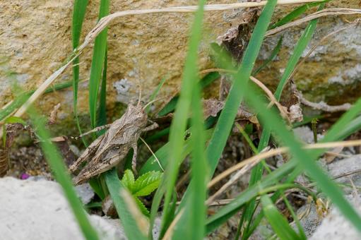 grasshopper⑵, JPG