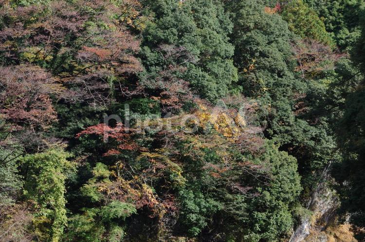 崖に生えた木々 木,生い茂る,森の写真素材