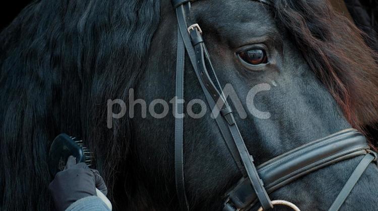 ブラッシングされる格好いい黒い馬 馬,馬の顔,アップの写真素材