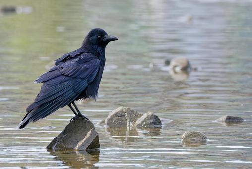 水辺に立つハシボソガラス ハシボソガラス,嘴細烏,カラスの写真素材