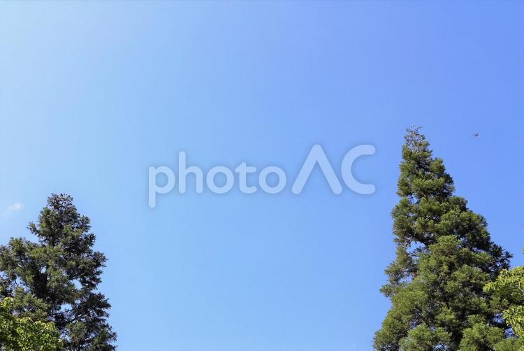 ２本の木 木,みどり,高いの写真素材