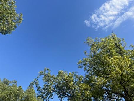 青空と新緑 青空と新緑の写真