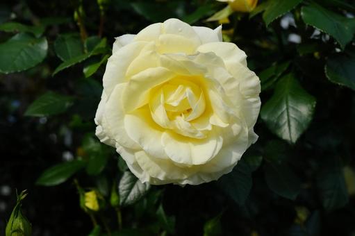 Pale yellow rose, JPG Pale yellow rose, JPG