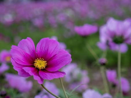 コスモスの写真