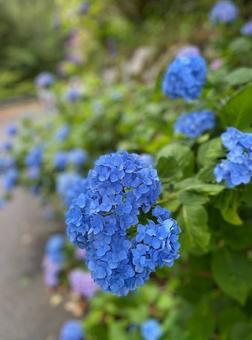 紫陽花 紫陽花の写真