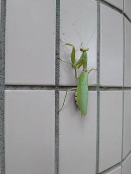 ハラビロカマキリ ハラビロカマキリ,カマキリ,昆虫の写真素材