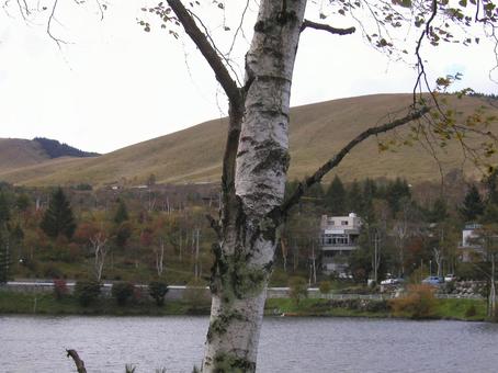 Photo, lake shirakaba, japanese privet (ligustrum japonicum), nagano prefecture, 