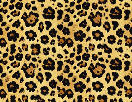 ヒョウの黄金色毛皮模様の写真