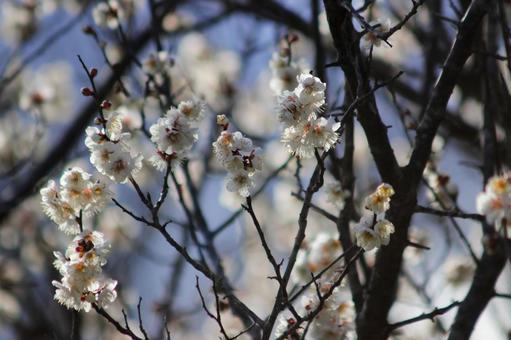 梅の花 梅の花の写真