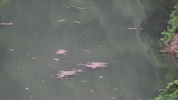 漂流物 漂流物の写真