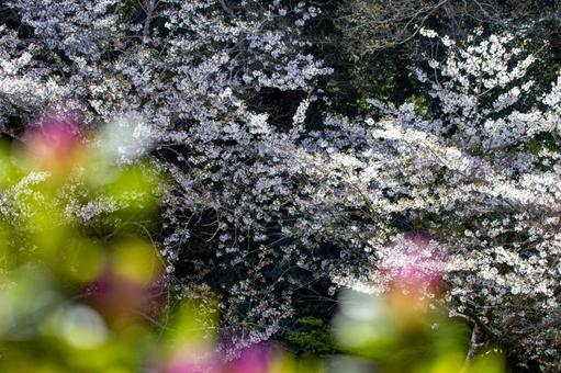桜のある風景 桜のある風景の写真