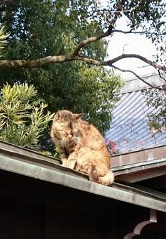 屋根の上で目をつぶっているネコ 屋根の上で目をつぶっているネコ ネコ,動物,目をつぶるの写真素材