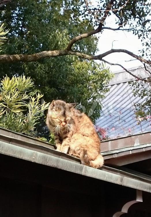 屋根の上で目をつぶっているネコ ネコ,動物,目をつぶるの写真素材