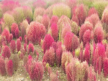 赤くなり出したコキア　横 コキア,植物,赤の写真素材