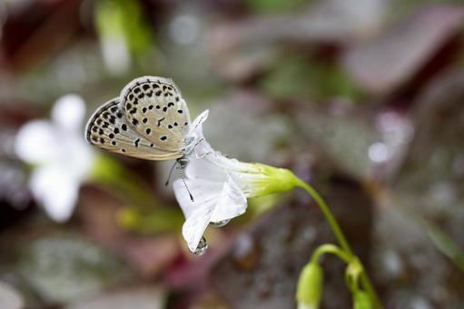 雨上がりの花と小さな蝶 雨上がりの花と小さな蝶の写真