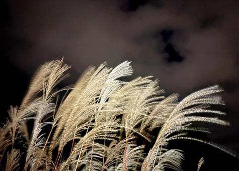 幽霊の 正体見たり 枯れ尾花 01 薄,芒,夜の写真素材