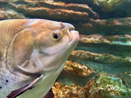 Big Fish, JPG Big Fish, JPG