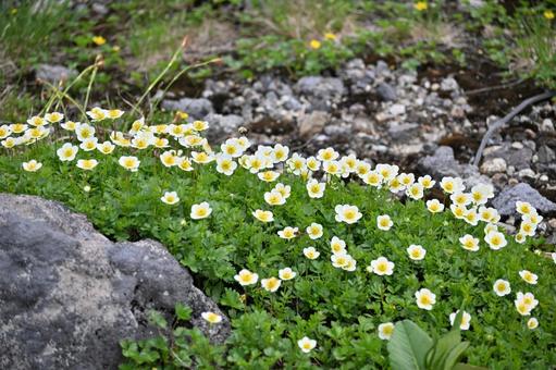 チングルマの花 チングルマの花の写真
