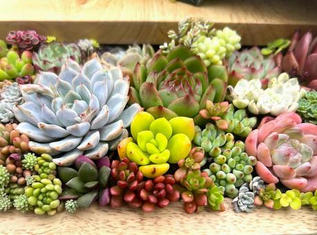 多肉植物寄せ植え 多肉植物寄せ植え 多肉植物,観葉植物,寄せ植えの写真素材