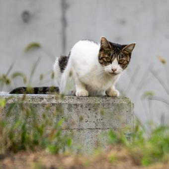 猫(256) 猫(256)の写真