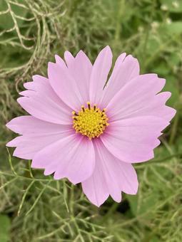秋の午後に咲きほこるコスモスの花 コスモス,秋桜,花の写真素材