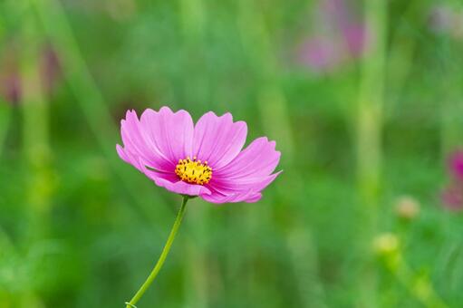 緑の背景に映えるピンクの秋桜 秋桜,花,ピンクの写真素材