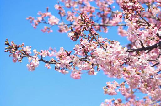 桜 桜の写真