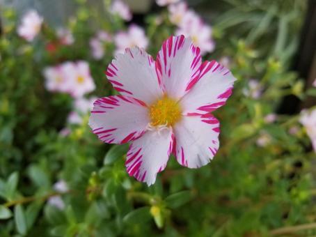 ポーチュラカの花弁 ポーチュラカの花弁の写真