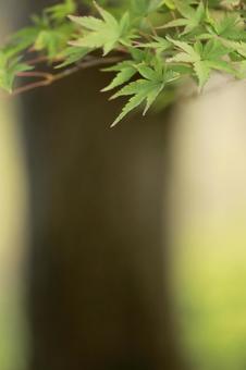 早秋の緑のもみじの写真