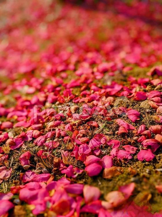 花びらの絨毯(サザンカ) 花,フラワー,flowerの写真素材