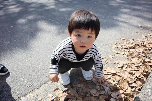 落ち葉を拾う3歳の男の子 落ち葉を拾う3歳の男の子 落ち葉,葉っぱ,子供の写真素材