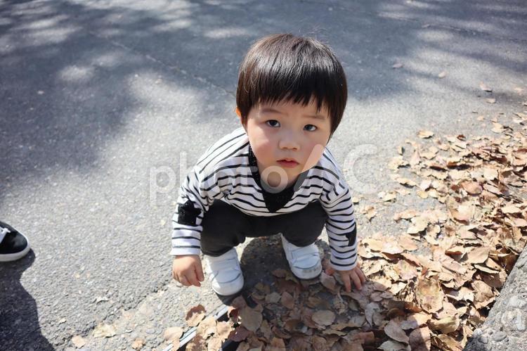 落ち葉を拾う3歳の男の子 落ち葉,葉っぱ,子供の写真素材