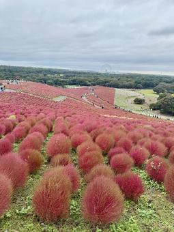 Photo, kokia, broiled grass, hitachinaka seaside park, 