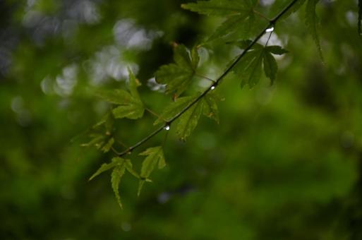 雨に濡れたモミジの葉の写真