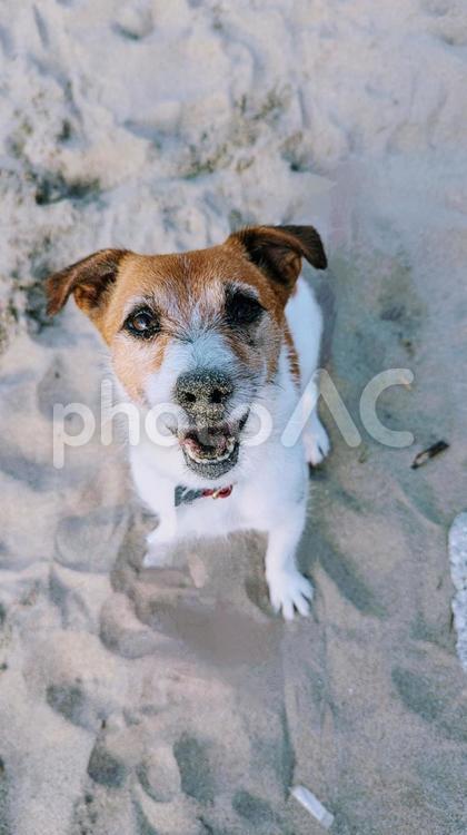 もう一回ボール投げて♬ ジャックラッセルテリア,犬,ビーグルの写真素材