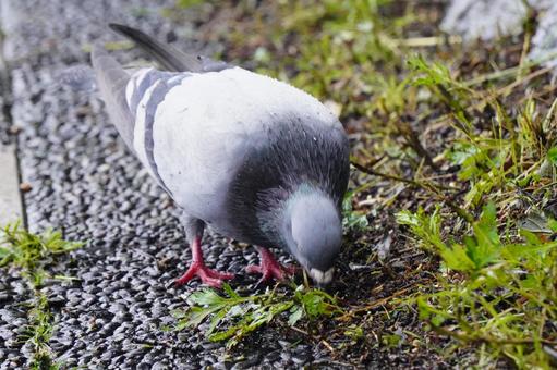 Pigeons, JPG Pigeons, JPG
