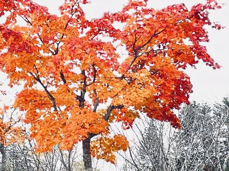 紅葉　15589の写真