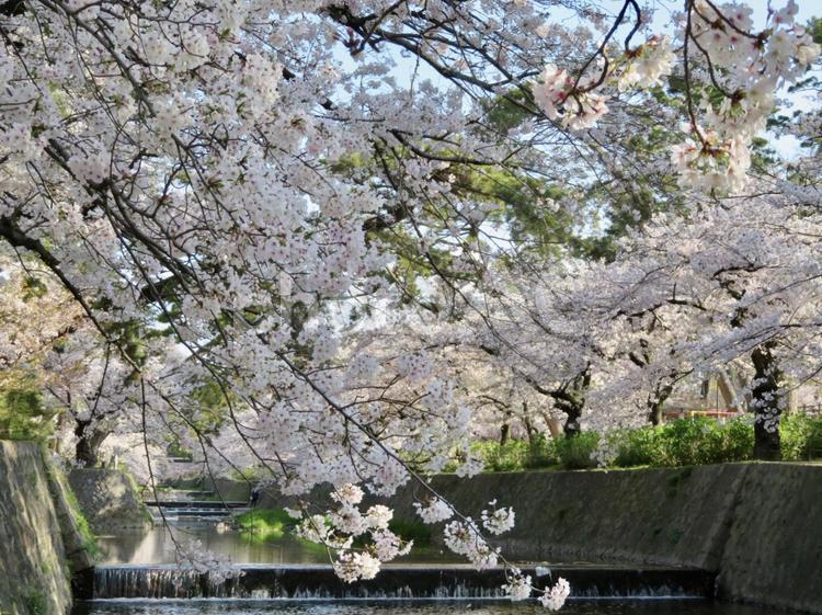 夙川公園の桜 夙川,公園,桜の写真素材