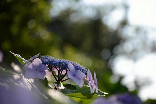 Hydrangea, JPG