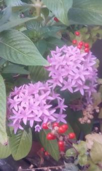 赤紫の花 赤紫の花の写真