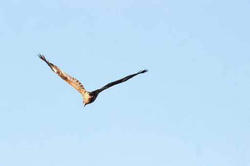 Black kite, JPG