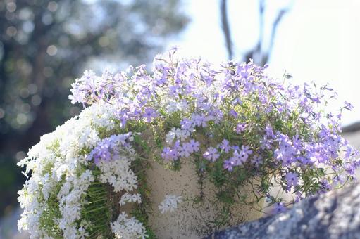 芝桜 芝桜の写真